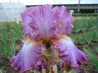 ジャーマンアイリス梅雨時の注意