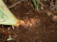 ジャーマンアイリスの病気