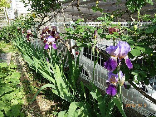 お庭でバラと共演のジャーマンアイリス