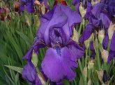 ジャーマンアイリス通信販売　商品番号:A014 商品名:濃い紫