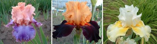 魅惑の花ジャーマンアイリス