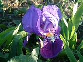 ジャーマンアイリス通信販売　商品番号:A017 商品名:上弁青下弁紫花