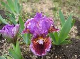 ジャーマンアイリス バイカラーのオール･デン･デイズ