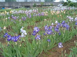 魅惑の花ジャーマンアイリス