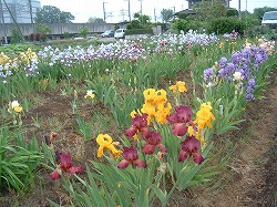 魅惑の花ジャーマンアイリス