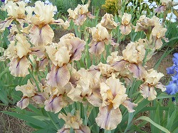 魅惑の花ジャーマンアイリス