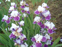 魅惑の花ジャーマンアイリス