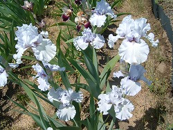 魅惑の花ジャーマンアイリス