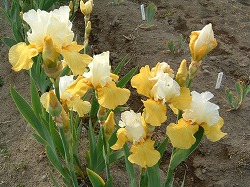 魅惑の花ジャーマンアイリス