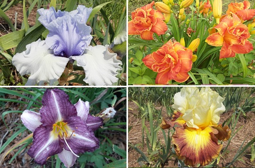 ヘメロカリスのオリジナル交配品種