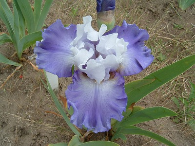 ジャーマンアイリスの花の説明（写真はロゼッタワイン）