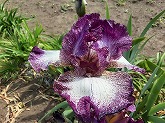 ジャーマンアイリス通信販売　商品番号:K062 商品名:(実生)上紫･下白縁紫