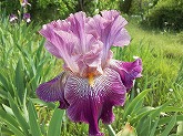 ジャーマンアイリス通信販売　商品番号:K065 商品名:(実生)上うす紫･下紫に白シマ