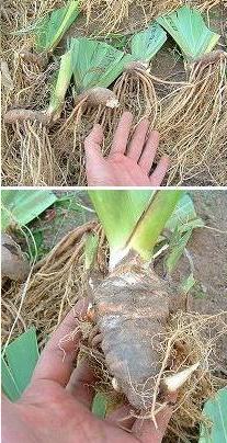 発送するジャーマンアイリスの株