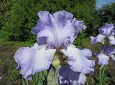 ジャーマンアイリス通信販売　商品番号:A028 商品名:淡い紫花