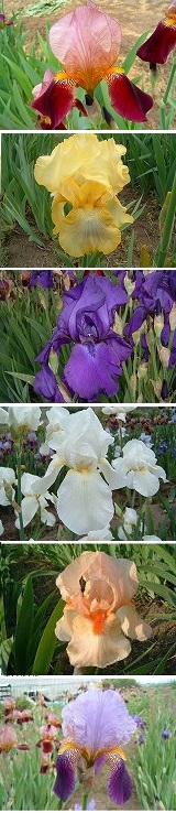 ジャーマンアイリス通信販売　商品番号:S005 昔懐かし系ﾐﾆｼﾞｬｰﾏﾝｱｲﾘｽ園ｾｯﾄC･6品種24株