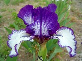 ジャーマンアイリス プリカータ 白紫ミニ