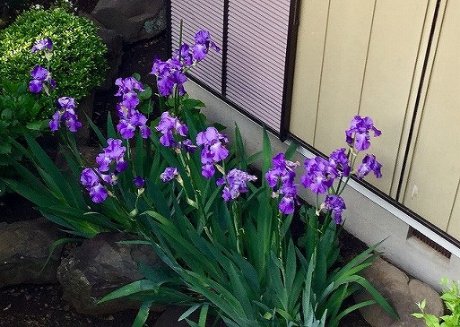 ジャーマンアイリス質問