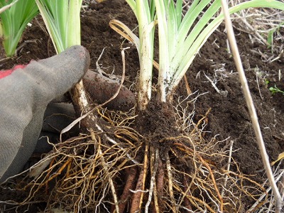 ヘメロカリスの株の分割