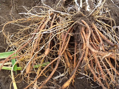 ヘメロカリスの株