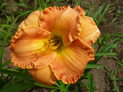 ヘメロカリスの花の説明（写真は当ショップ作出の交配ヘメロカリス）