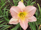 ヘメロカリス通信販売　商品番号:H049 商品名:サン･イグナシオ(San Ignacio)