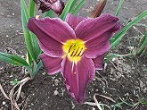 ヘメロカリス通信販売　商品番号:H045 商品名:不思議な紫花