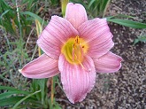 ヘメロカリス通信販売　商品番号:H007 商品名:うす紫ミニ