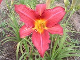 ヘメロカリス通信販売　商品番号:H001 商品名:赤花ヘメロカリス