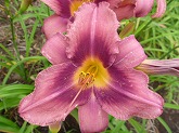 ヘメロカリス通信販売　商品番号:H026 商品名:ローズカラー