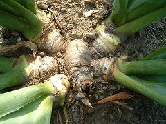 ジャーマンアイリスの株