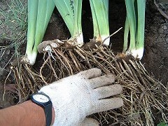 ジャーマンアイリスの株の堀り上げ