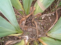 ジャーマンアイリスの枯れ葉の管理