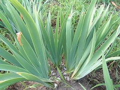 ジャーマンアイリスの葉