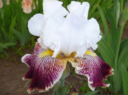 畑で栽培中のジャーマンアイリス