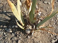 冬場のジャーマンアイリスの葉