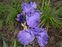 ジャーマンアイリスの花の管理