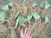 株の切り口を乾燥させるために天日に当てるジャーマンアイリス