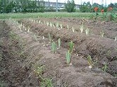 ジャーマンアイリスを植えつけた畝