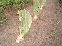 ジャーマンアイリスを植える場所