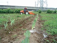 ジャーマンアイリスの植え方