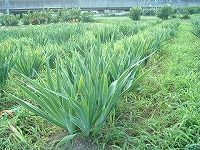 ジャーマンアイリス畑の雑草の管理